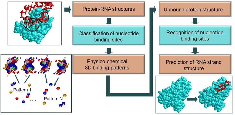 Define Nucleotide